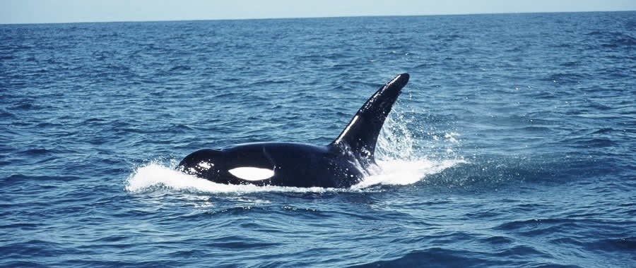 What You Should Take With You For Whale Watching