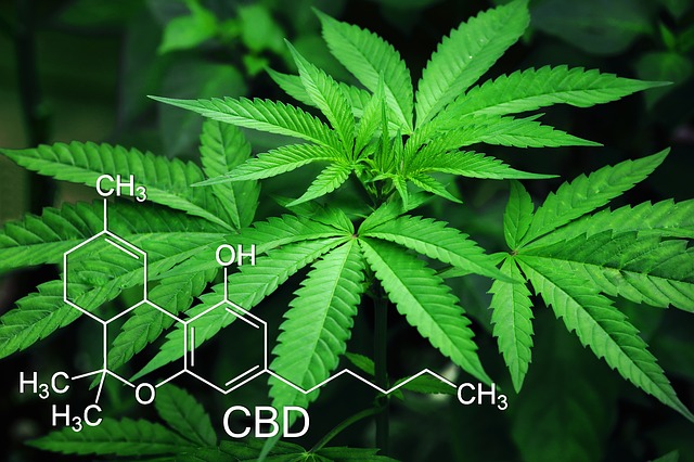 3 reasons why CBD might not be the panacea everyone thinks